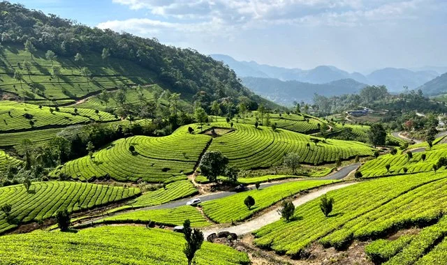Lush green terraced tea fields on rolling hills with a winding dirt road and mountain range in the background.