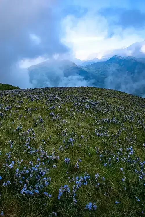 A vast green hillside covered with purple wildflowers against a backdrop of mountains and cloudy sky.