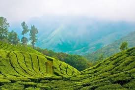 Green tea plantation in a valley surrounded by hills and foggy mountains
