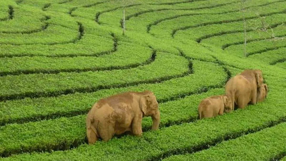 Elephants walking through a green tea field with neatly arranged rows.