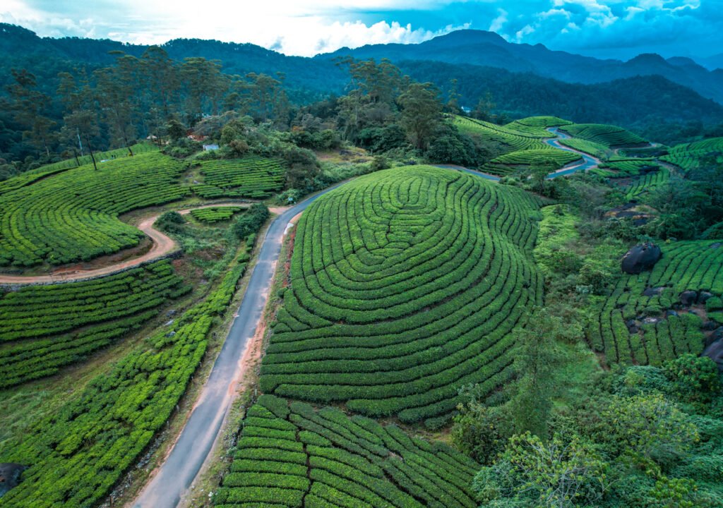 Lush green terraced hillsides with winding roads and mountain backdrop, likely a tea plantation landscape.