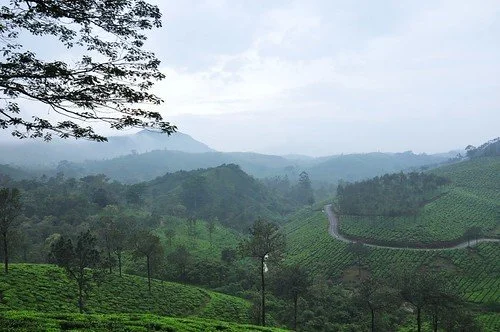 Green rolling hills and tea plantations with a winding road and overcast sky.