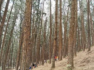 People hiking through a forest with tall trees and a dirt trail.