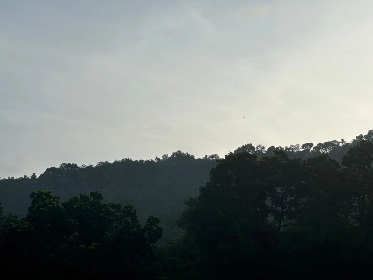 Silhouetted trees on a hillside with a cloudy sky and a small bird flying overhead.