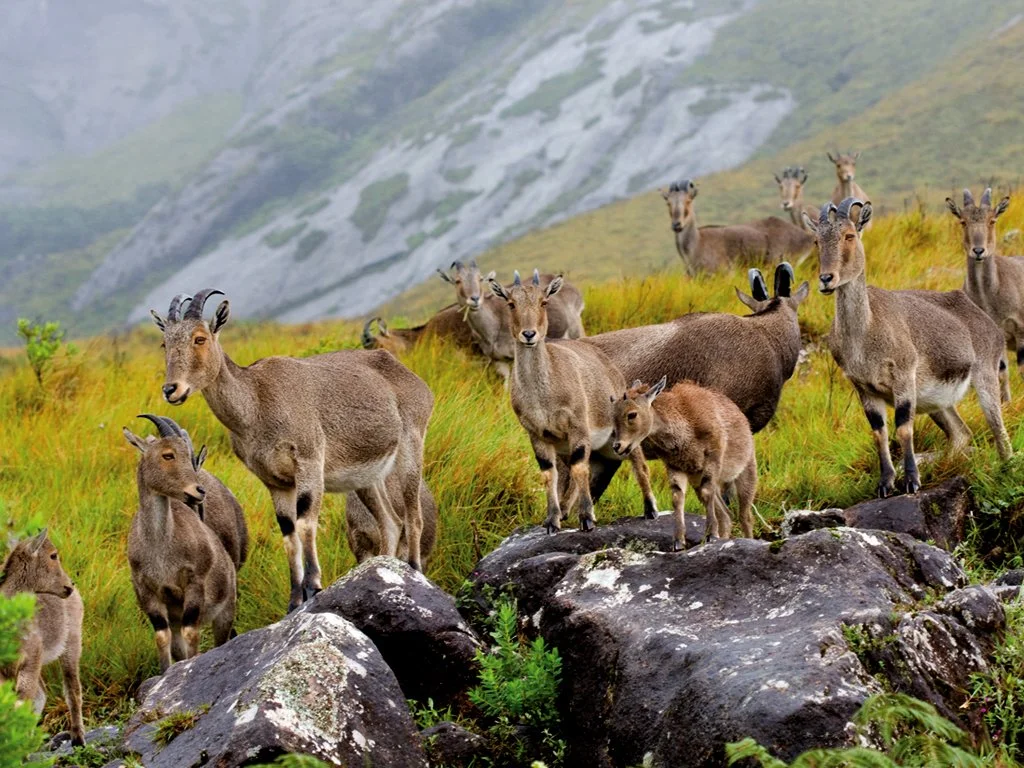 Group of mountain goats standing and sitting on rocks amidst green grass with mountains in the background.