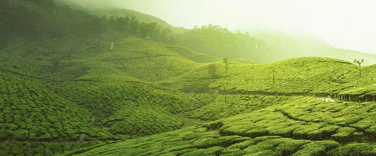 Green tea plantations on rolling hills with misty background