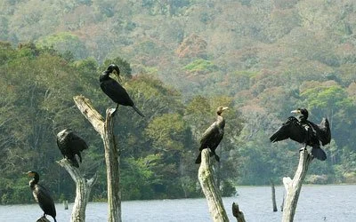 Five birds perched on dead tree branches above water with a background of trees and sky.