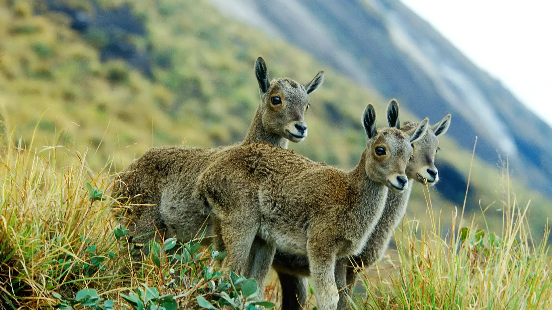 Three young mountain goats standing among tall grass on a hillside with mountains in the background.