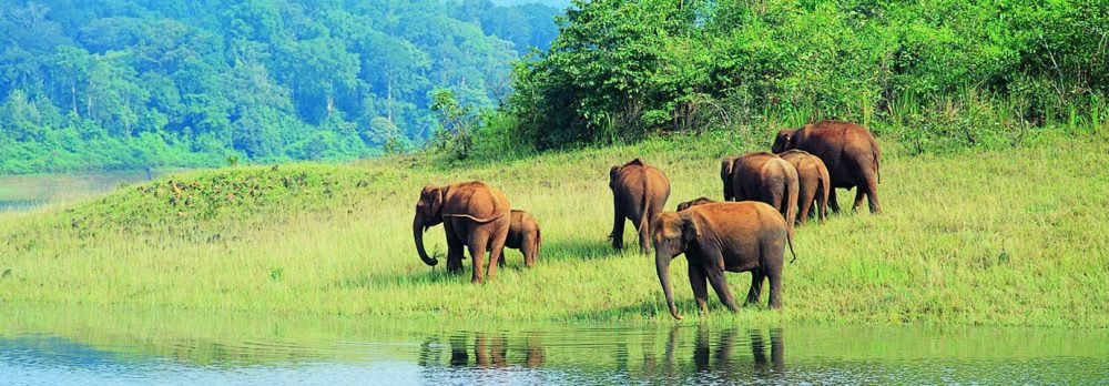 A herd of elephants grazing near a river in a lush green landscape.