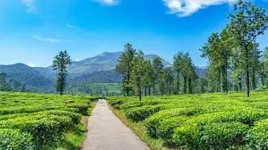 A pathway running through lush green tea fields with trees and mountains in the background under a blue sky.