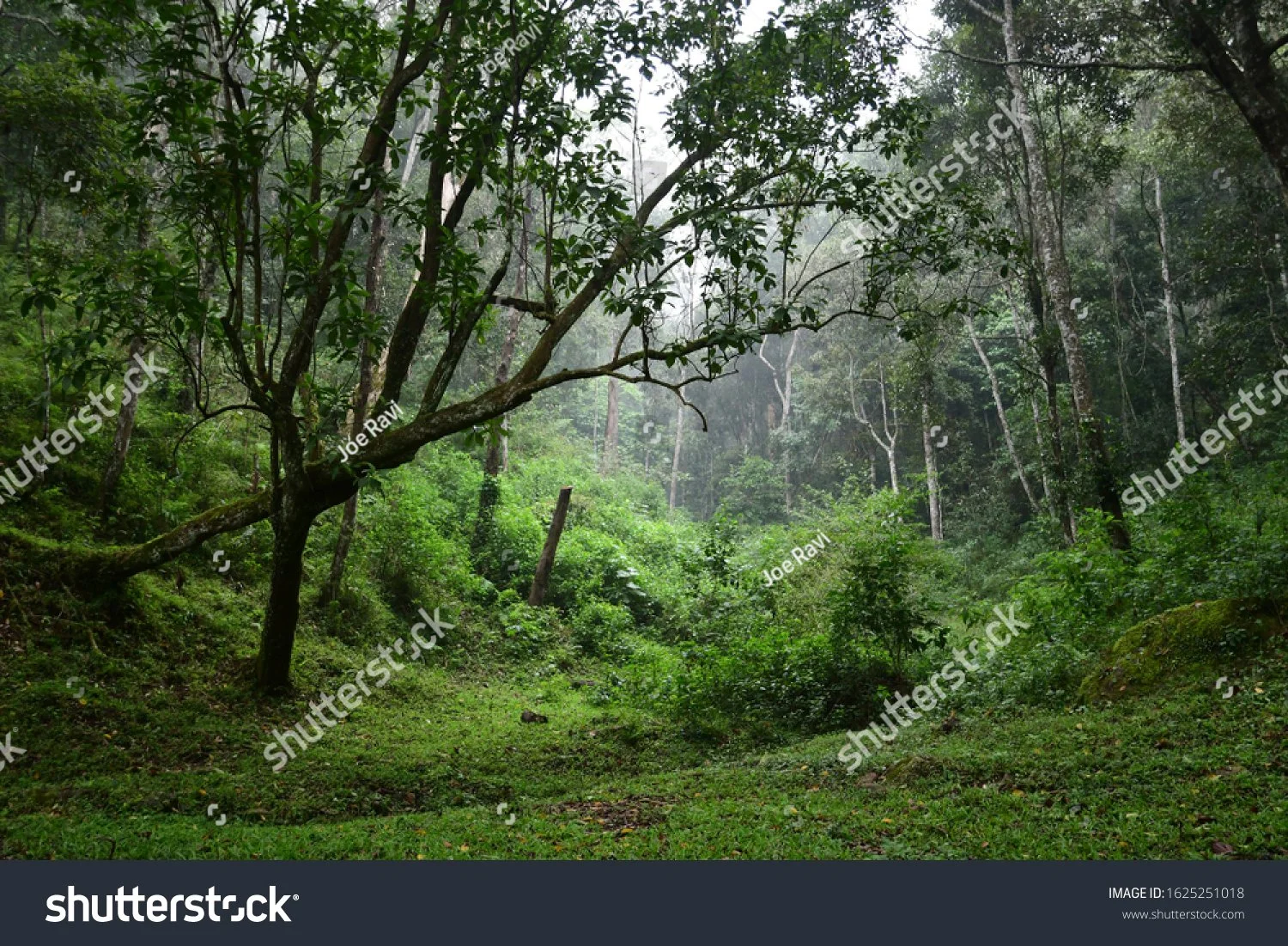 Lush green forest with various trees and shrubs, misty atmosphere, dense foliage, and a moss-covered rock.