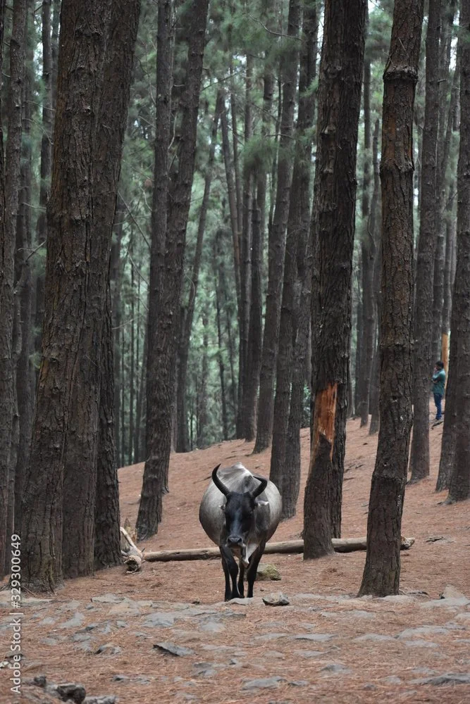 A cow standing among tall pine trees in a forest with a person in the background.