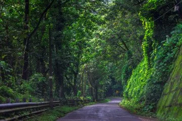 A winding road through a lush green forest with trees and foliage on both sides.