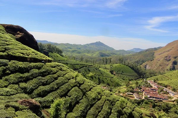 Tea plantations on rolling hills under a blue sky with scattered clouds.
