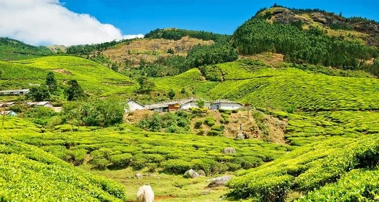 Lush green tea plantations covering rolling hills under a partly cloudy sky in a rural landscape.