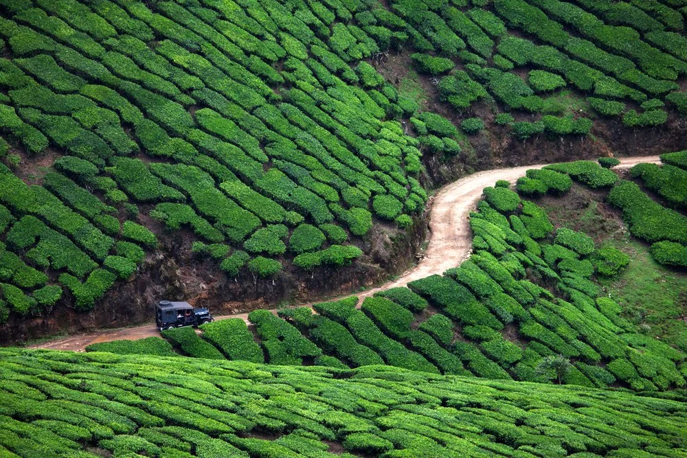 A winding dirt road runs through a lush, green tea plantation on rolling hills.