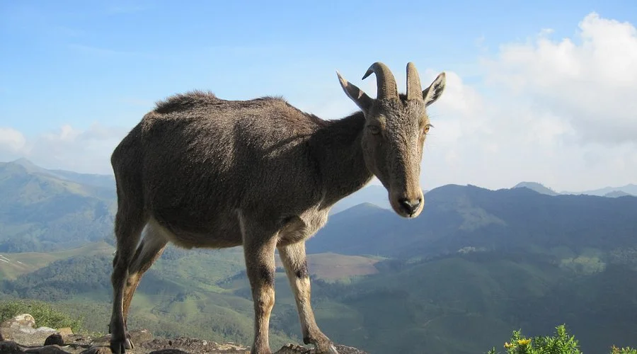 A goat standing on a mountain with a scenic background of rolling hills and cloudy sky.