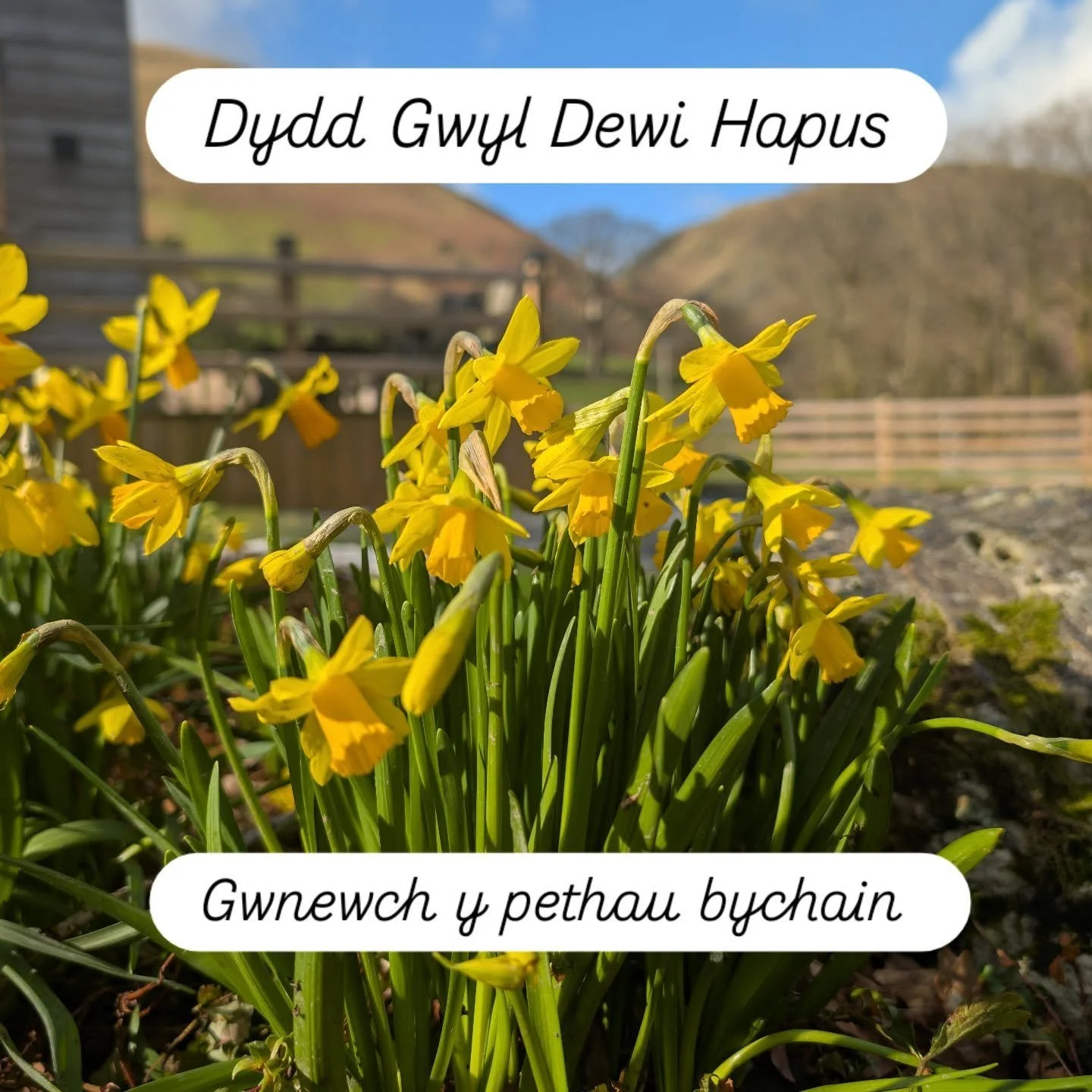 "Gwnewch y pethau bychain" (Do the little things).
​
A reminder to focus on the small acts of kindness today. 🤍

The phrase "Gwnewch y pethau bychain" originated from Saint David (Dewi Sant), the patron saint of Wales. He urged h