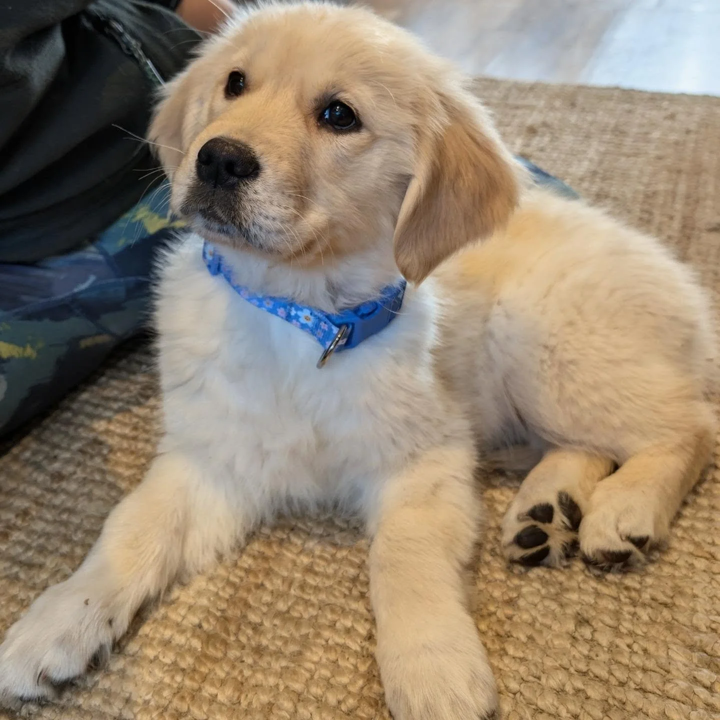 Dyma hi, Boni fach 🩷

Introducing our newest team member, Bonnie🩷

She's looking forward to welcoming you here at our cabins 🥰