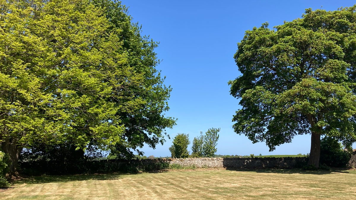 Two large trees with lush green leaves standing on a well-maintained grassy lawn, with a clear blue sky and distant trees in the background.