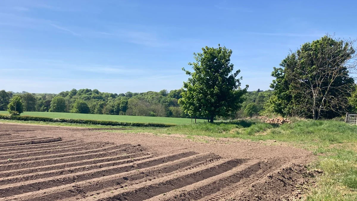 A farm field with freshly tilled soil and parallel rows, green trees in the background, and a clear blue sky.