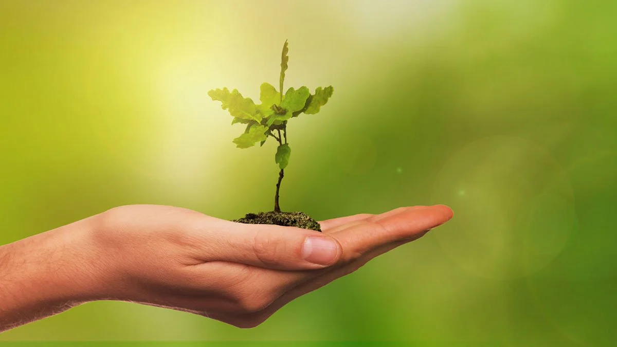 Hand holding a small soil mound with a young green tree growing on it against a blurred green background.