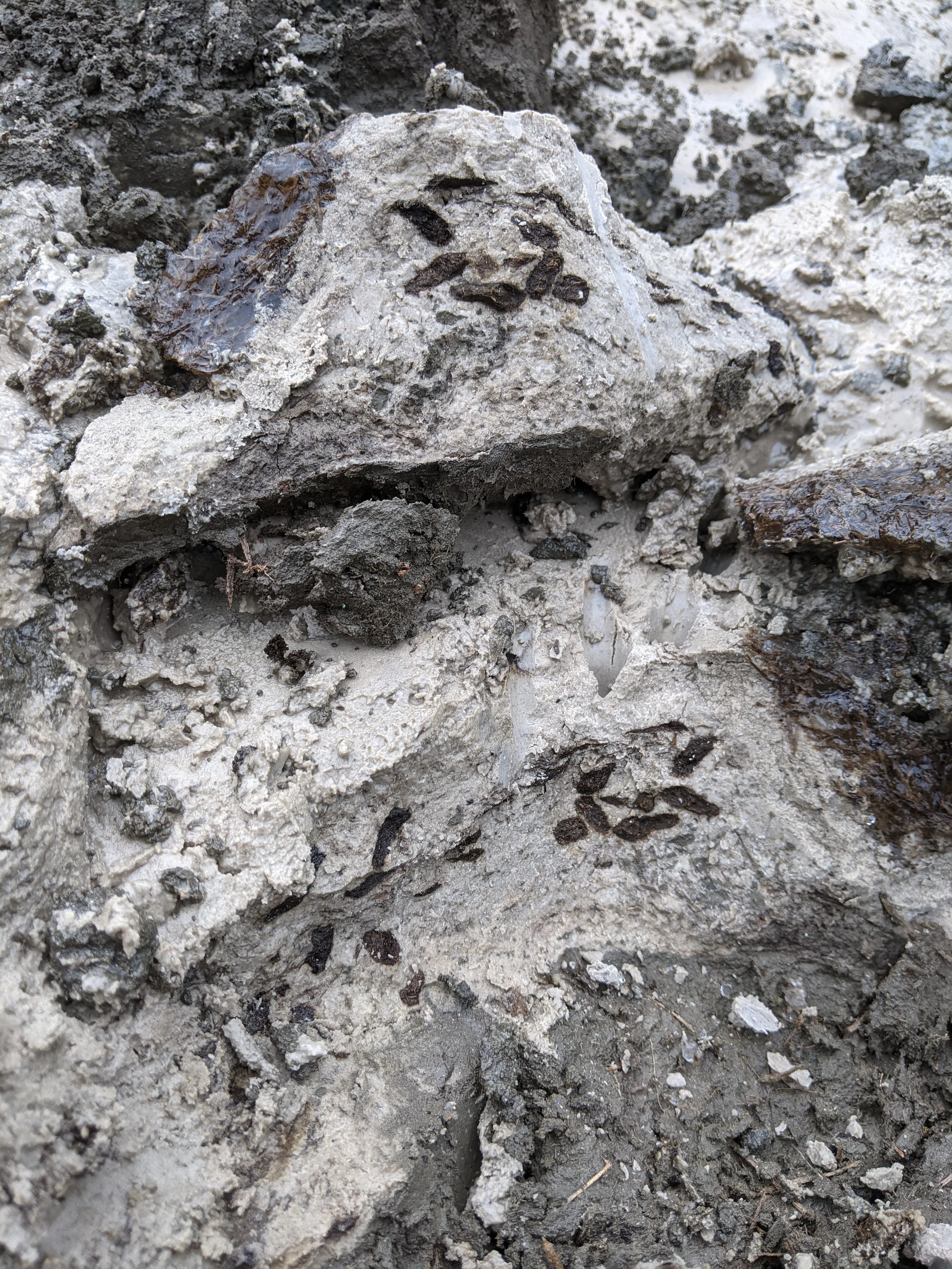 Squirrel palaeofaeces in Dawson tephra2.jpg