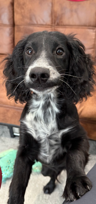 Murphy office morale officer and team mascot at Brunel Court Ltd