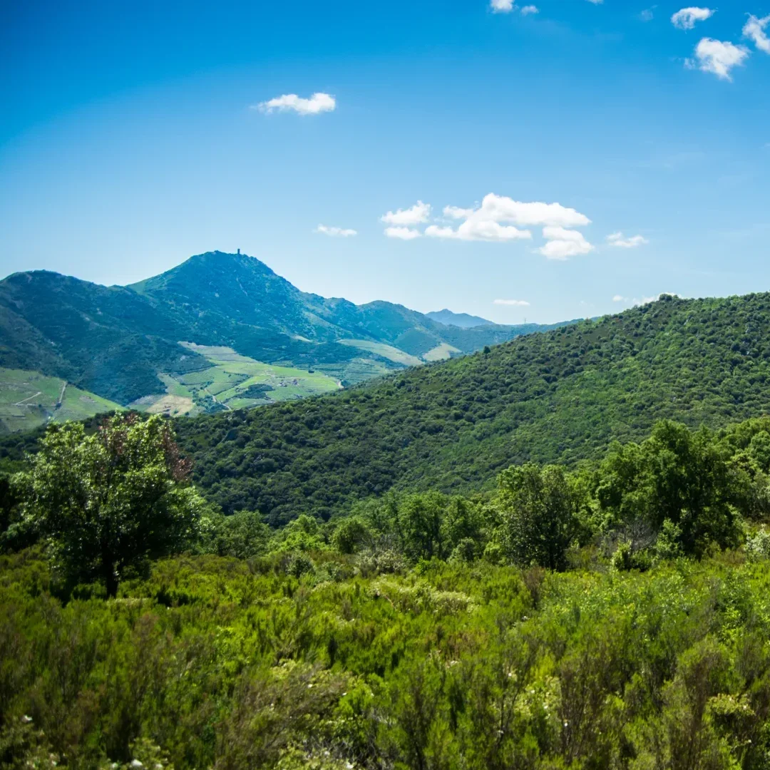 Paysage de montagnes verdoyantes des Albères sous un ciel bleu avec quelques nuages.
