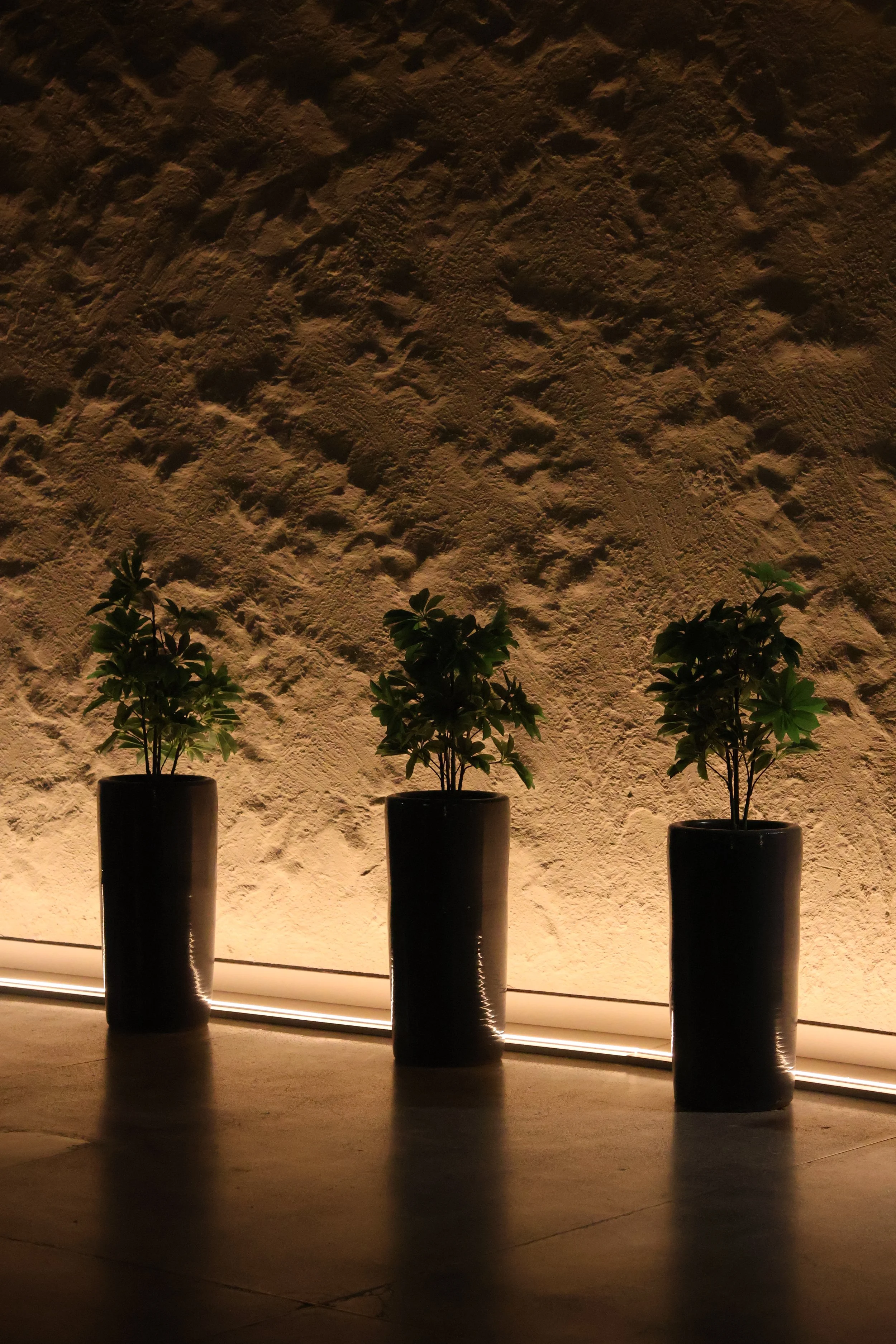 Three potted plants with green leaves placed in black cylindrical pots in front of a textured wall illuminated by warm lighting.