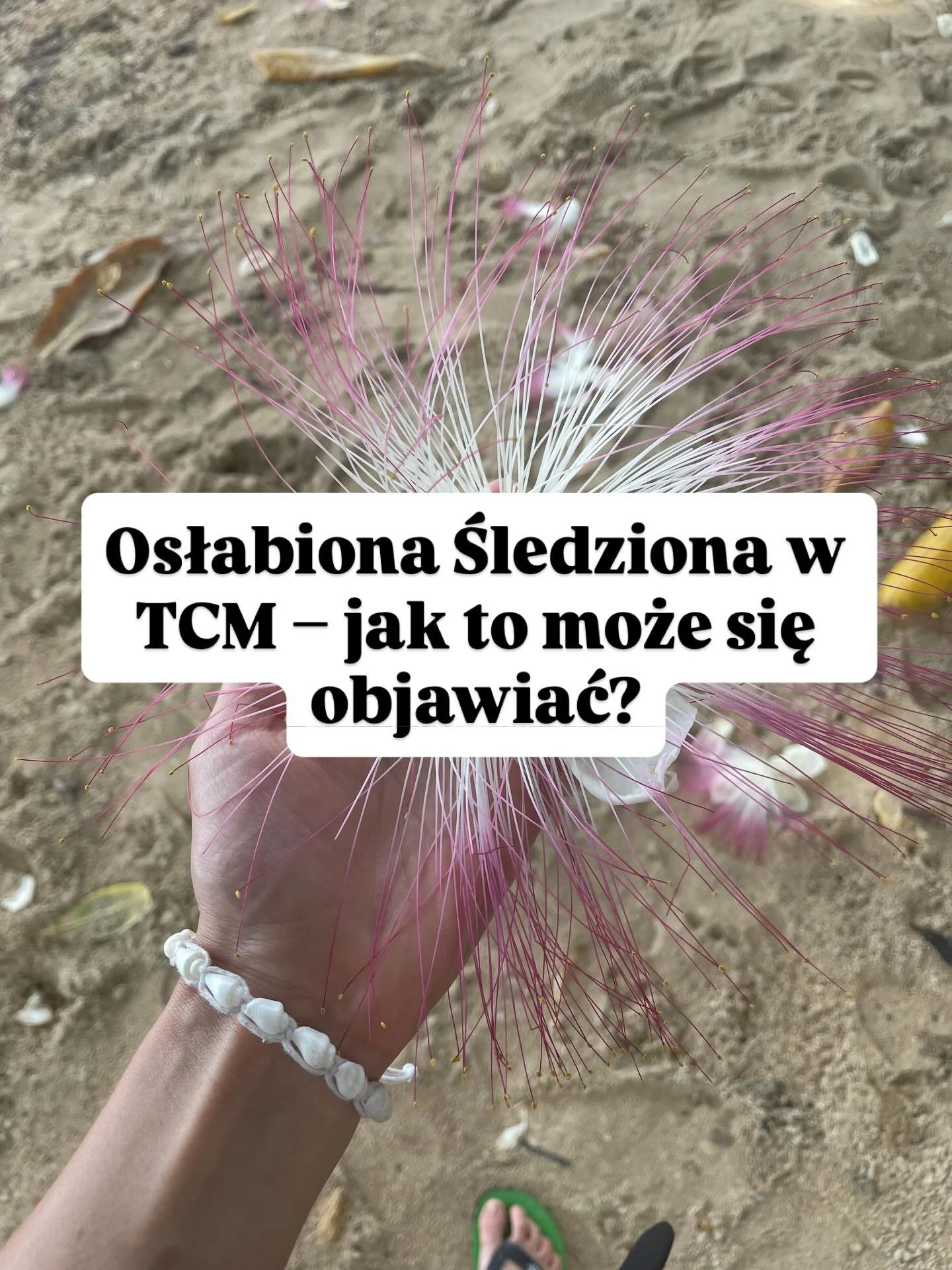 🇵🇱🇬🇧
Osłabiona Śledziona w TCM to coś, co widzę bardzo często w gabinecie.
Przewlekłe zmęczenie, wzdęcia, poranna opuchlizna, ochota na słodkie czy mgła umysłowa to nie zawsze &sbquo;taki już m&oacute;j urok&rsquo;.

W medycynie chińskiej Śledzio