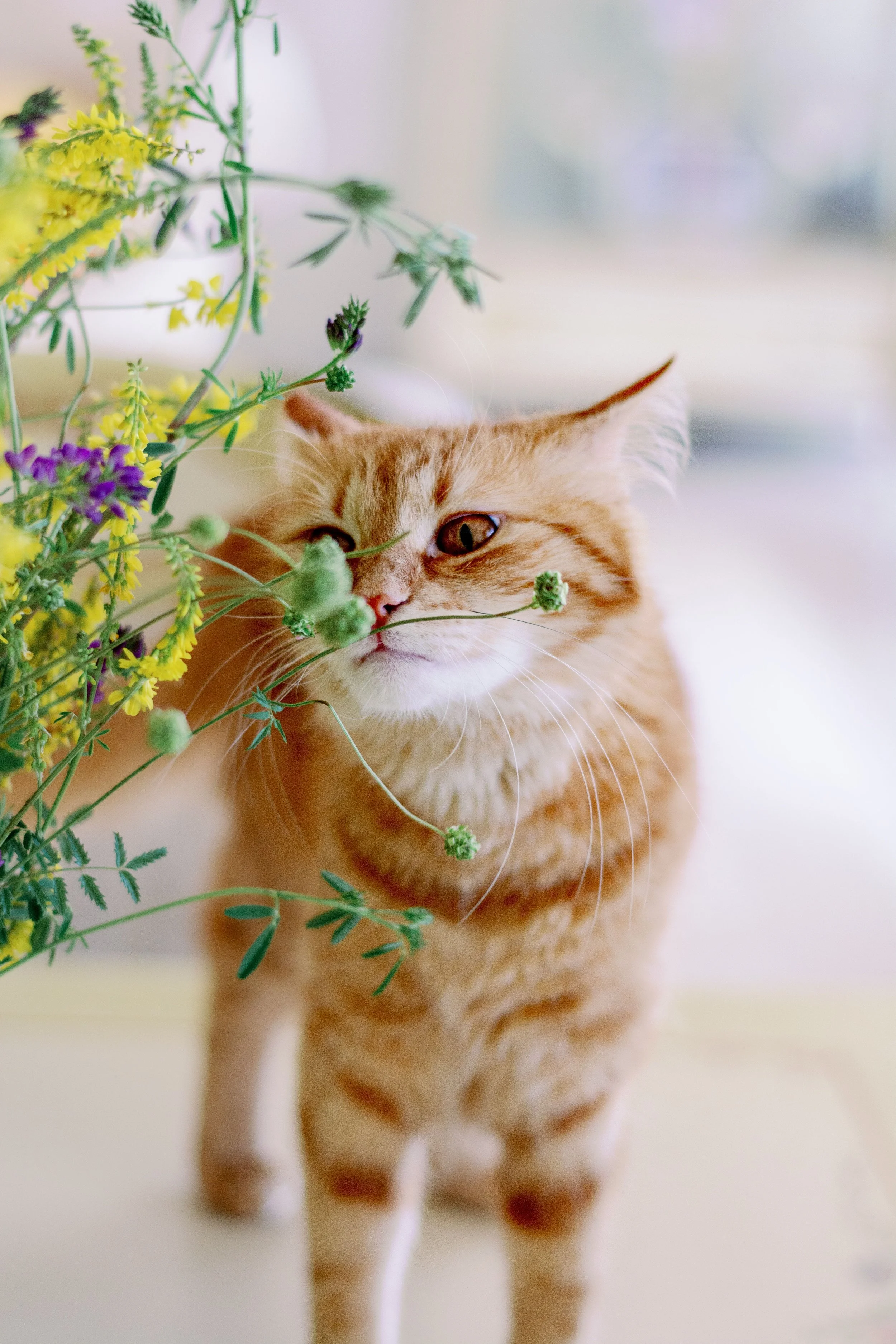 Let’s Talk About Hay Fever in Cape Town