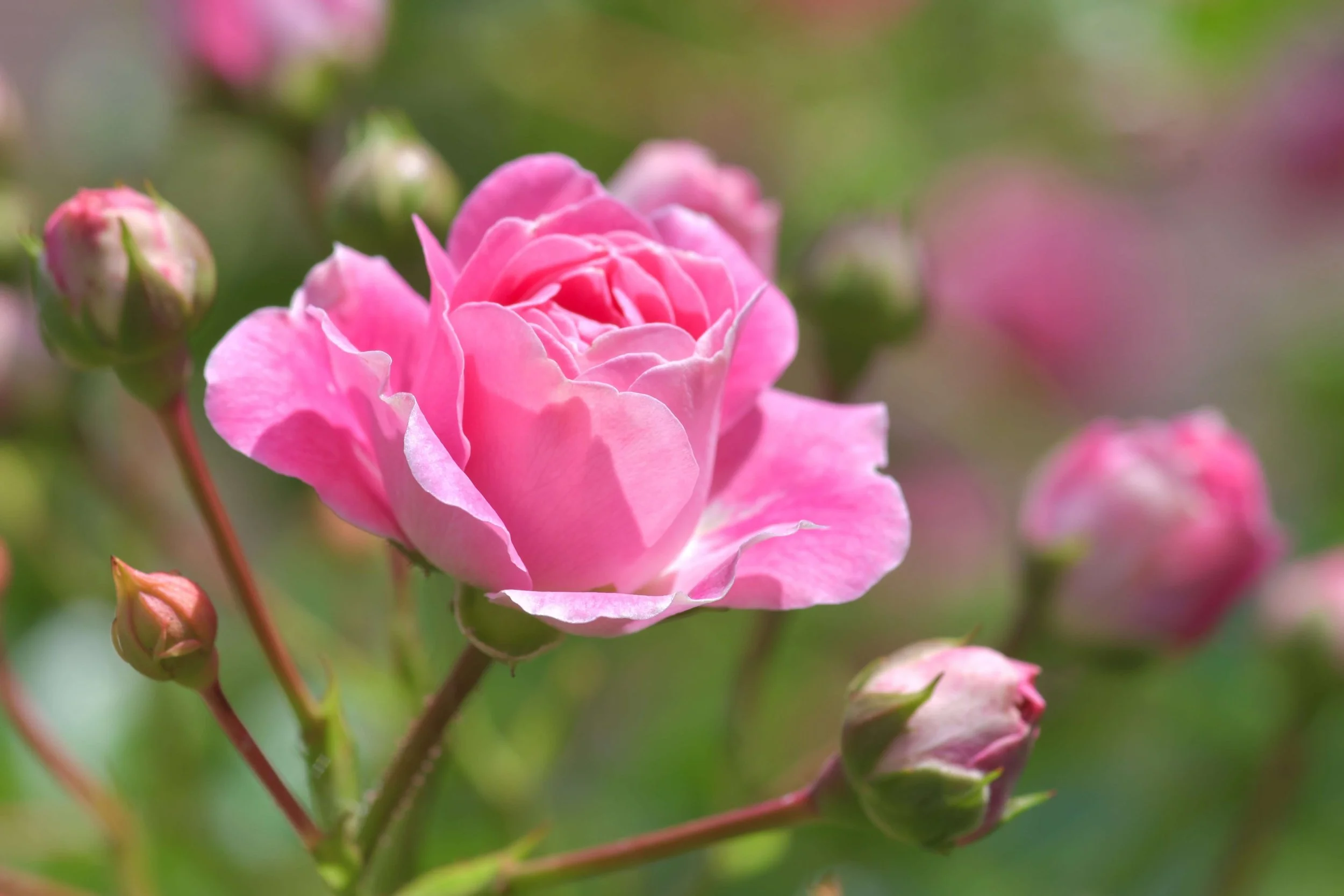Eine rosa Rosenblume in voller Blüte mit mehreren Rosenzapfen im Hintergrund.