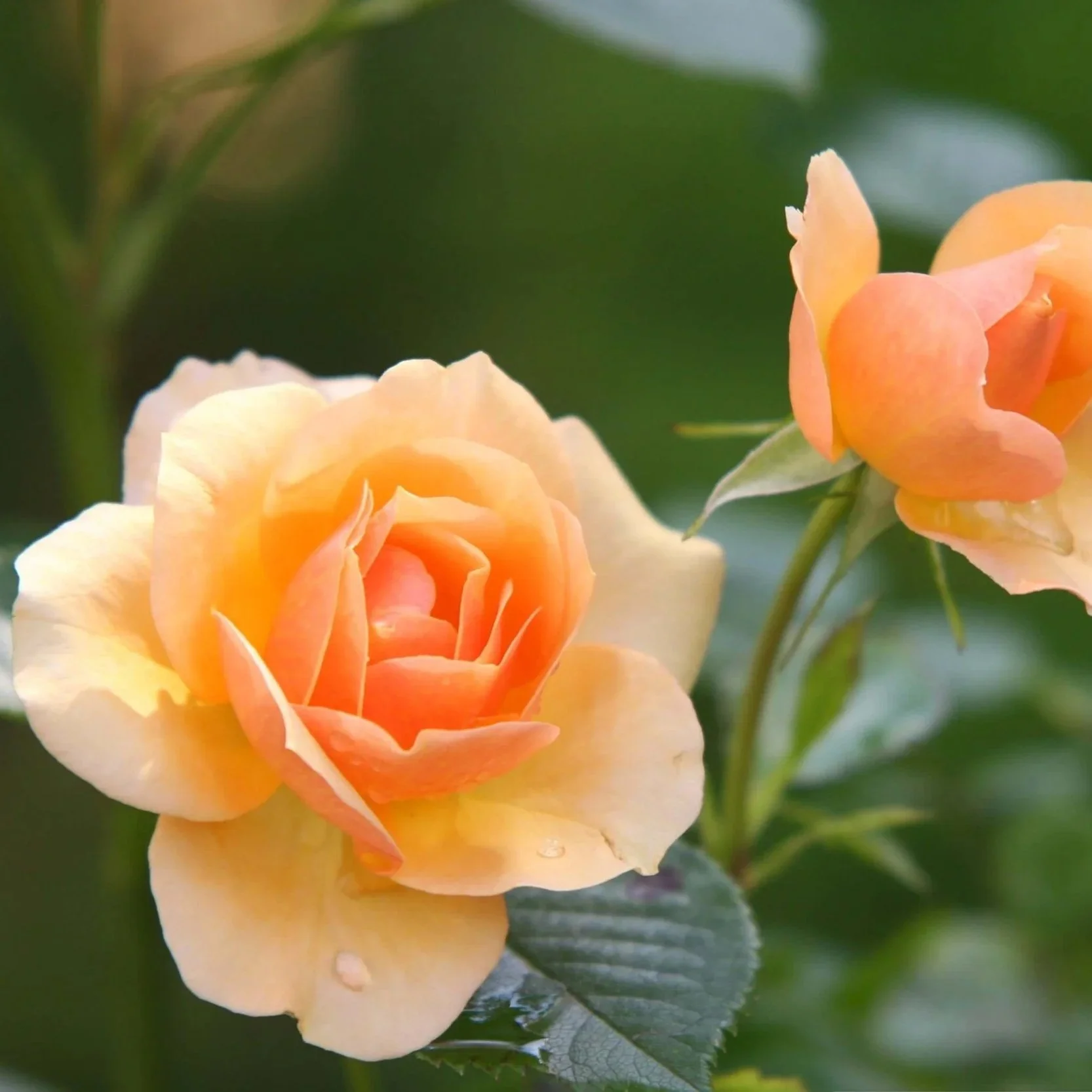 Nahaufnahme einer peachfarbenen Rose mit grünen Blättern im Hintergrund.