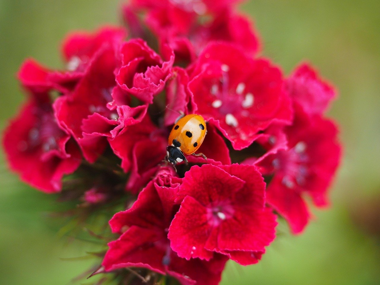 Nahaufnahme eines roten Blumenbouquets mit einer kleinen Marienkäfer auf einer Blüte.