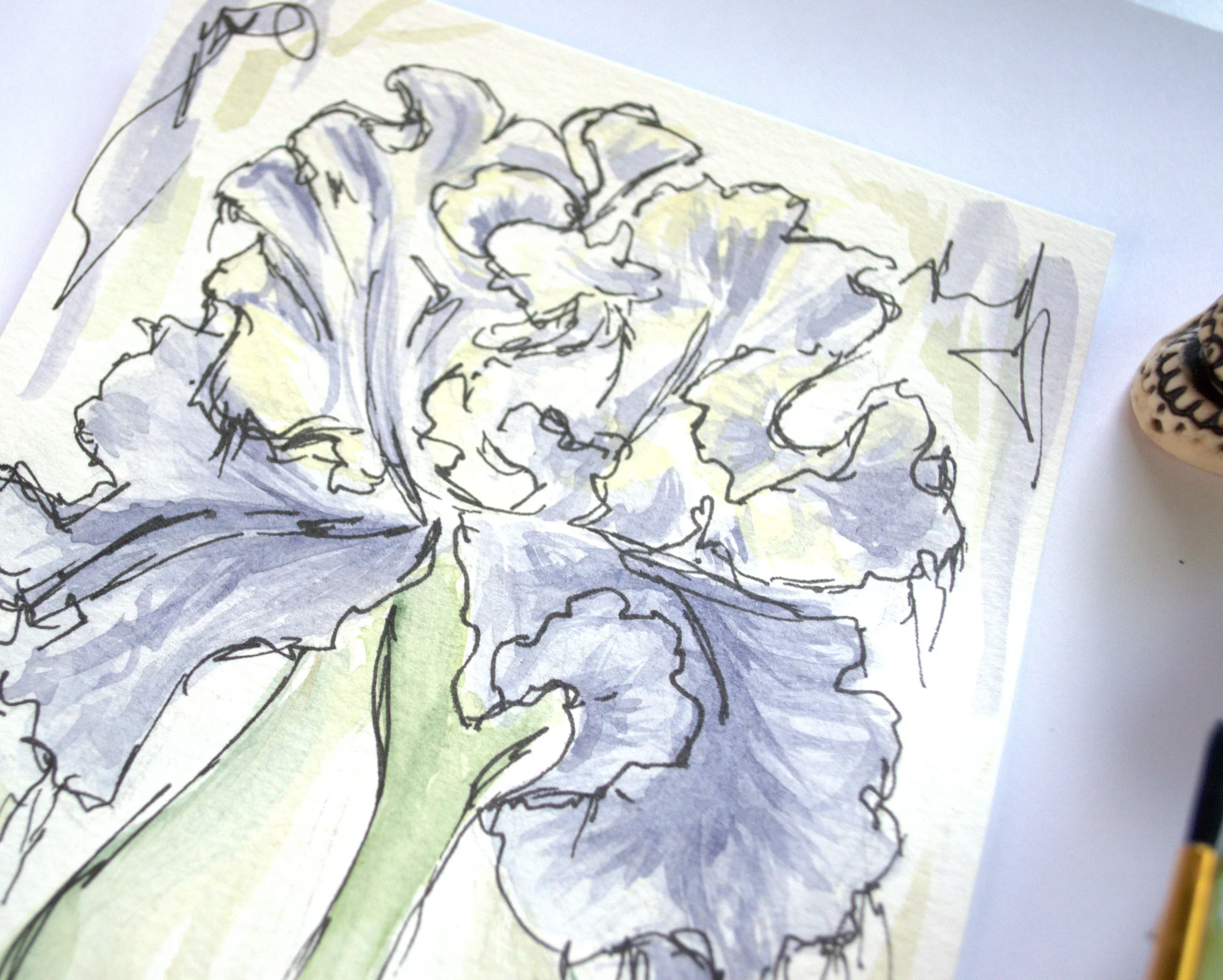 Iris1.jpg