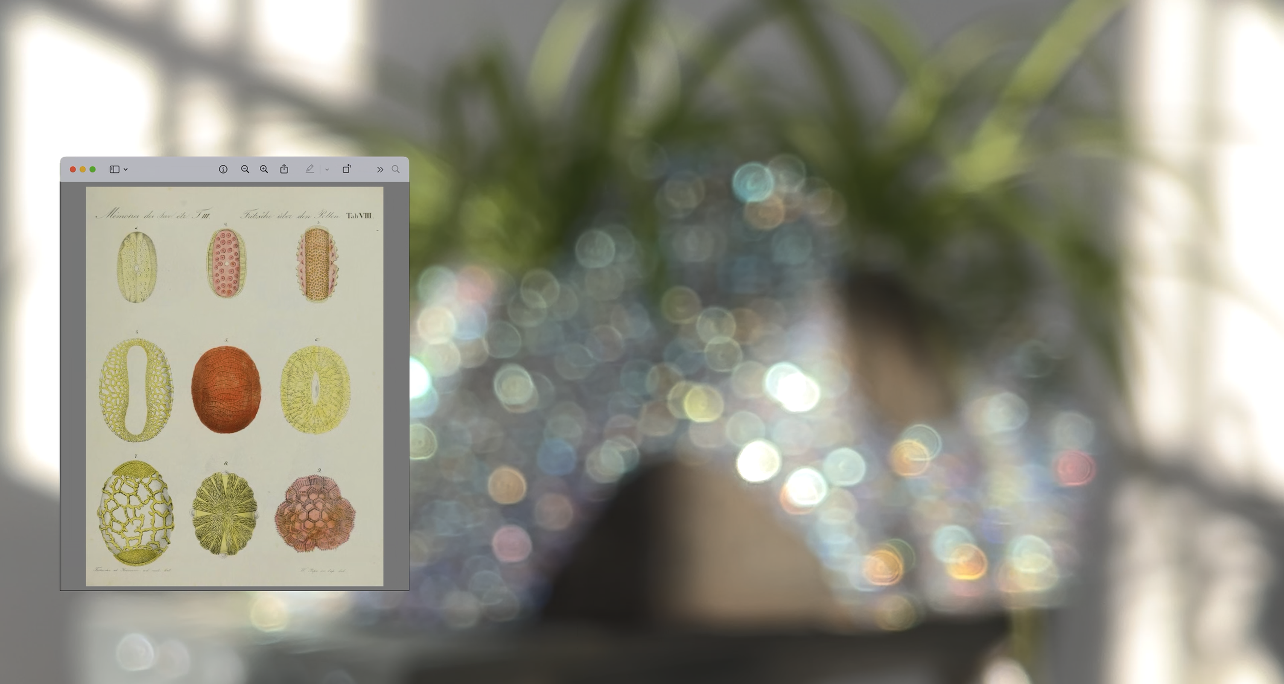 A digital illustration showing different types of botanical structures or seeds, arranged in three rows, with various shapes and colors, on a white background.