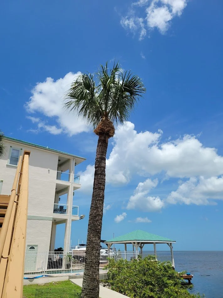 Tree Trimming in Citrus County, Florida.