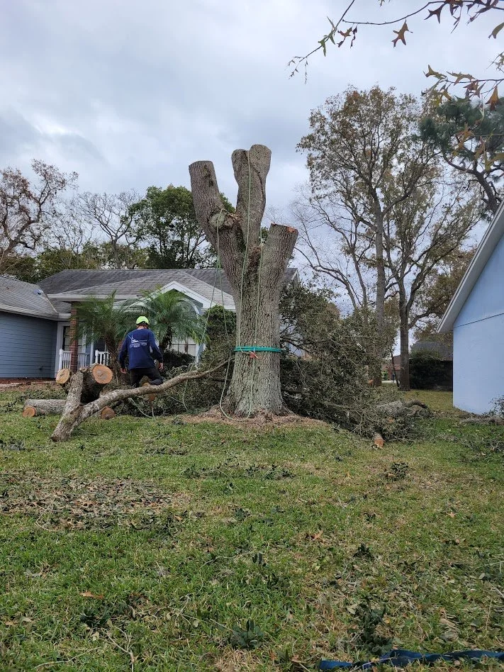 Hazardous Tree Removal in Citrus County, Florida.
