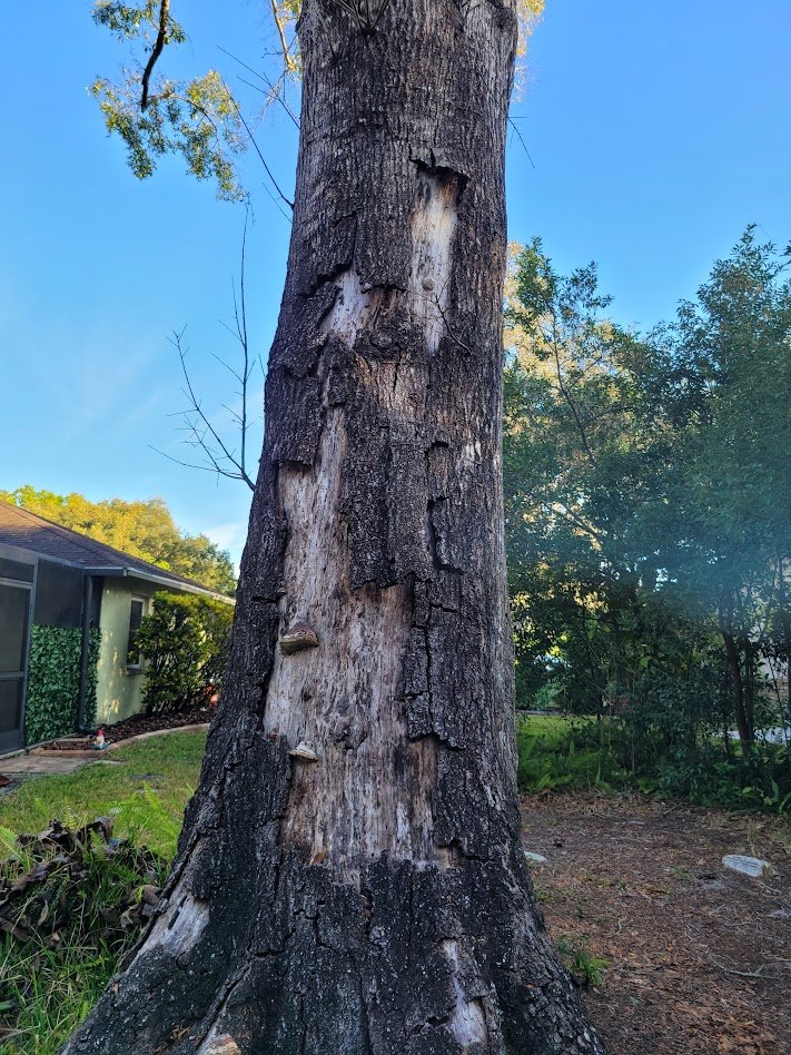 Diseased Tree in Citrus County, Florida.
