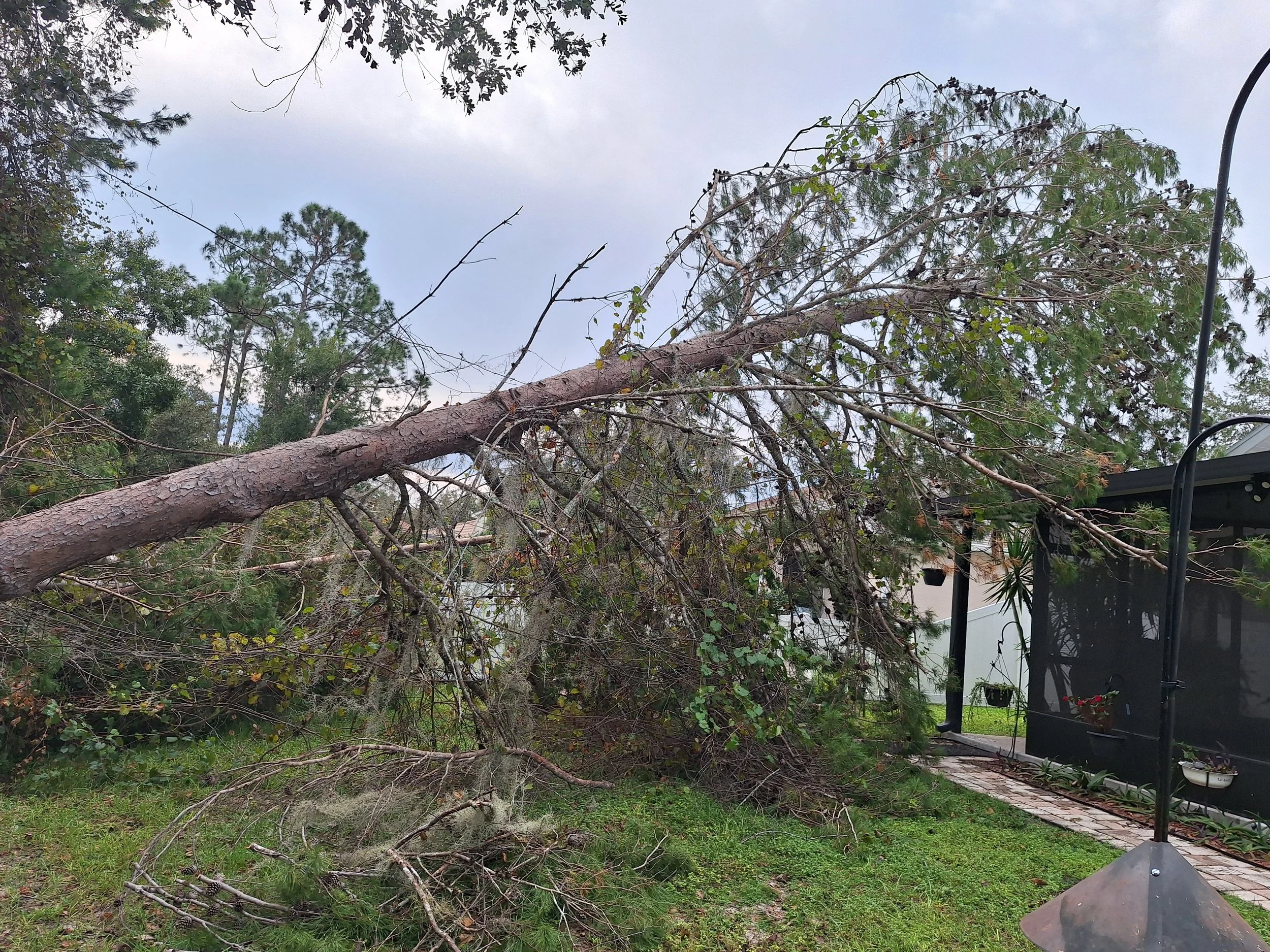 In Spring Hill, Fl, Tree Removal Of Uprooted Pine Tree Laying On The Roof Of A Home Due To Storm Or Strong Winds.