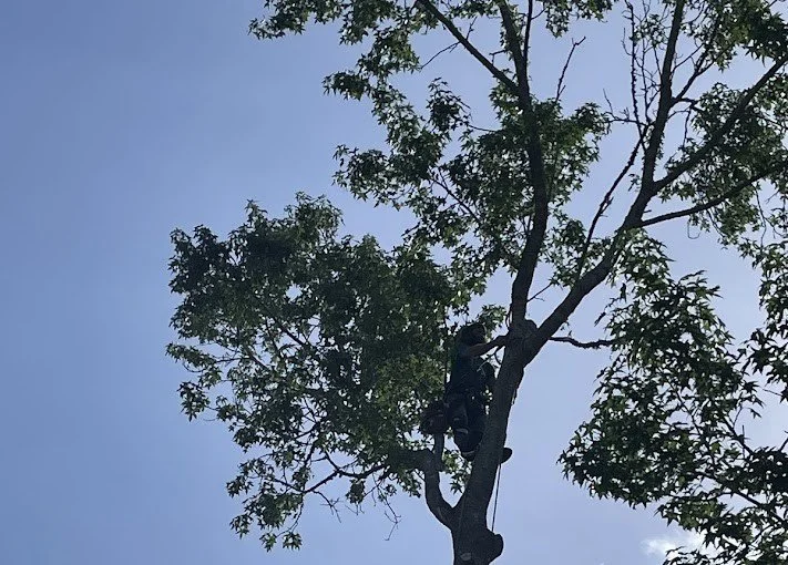 Tree Removal in Citrus County, Florida.