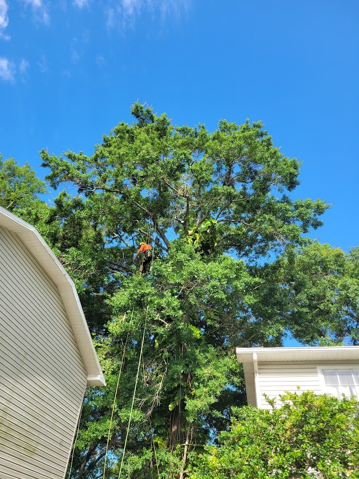 Tree Trimming in Citrus County, Florida.