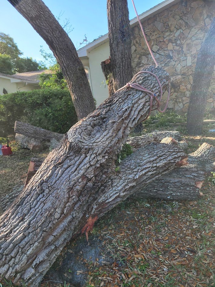 Tree Removal in Citrus County, Florida.
