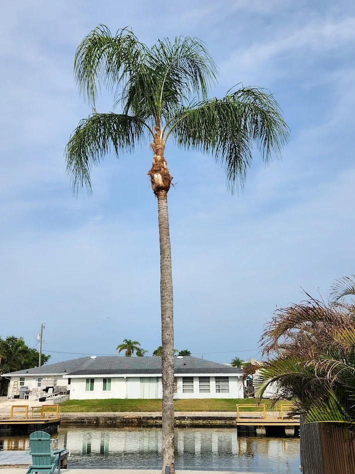 Palm Tree Trimming in Citrus County, Florida.