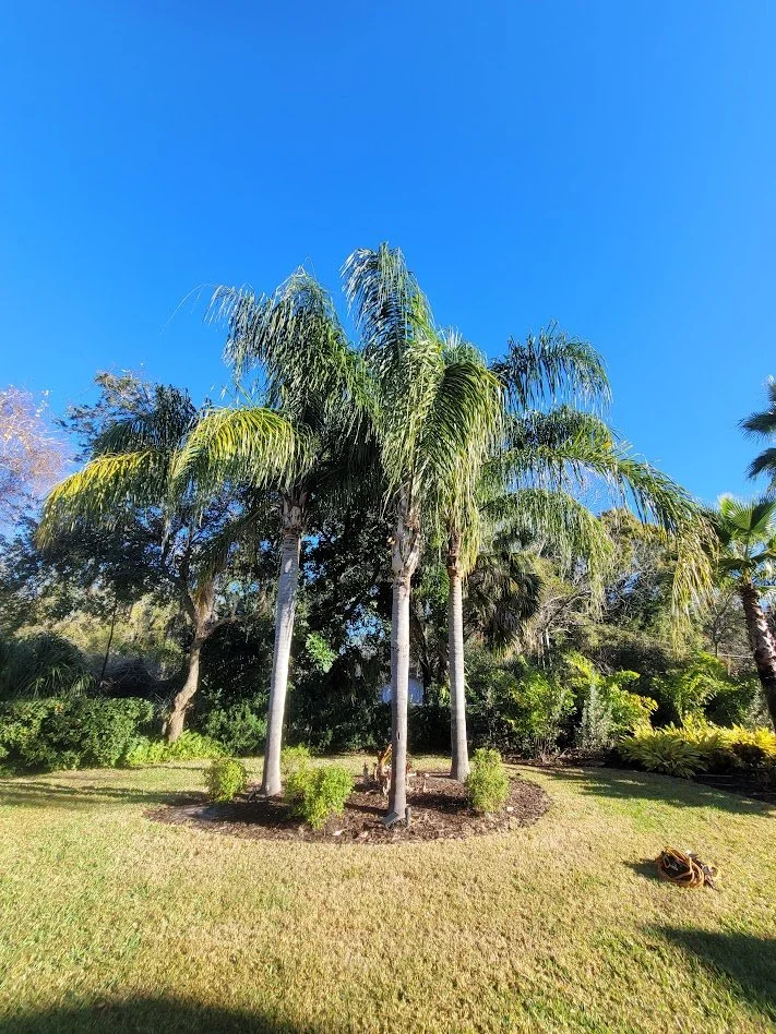 Palm Trimming in Citrus County, Florida.