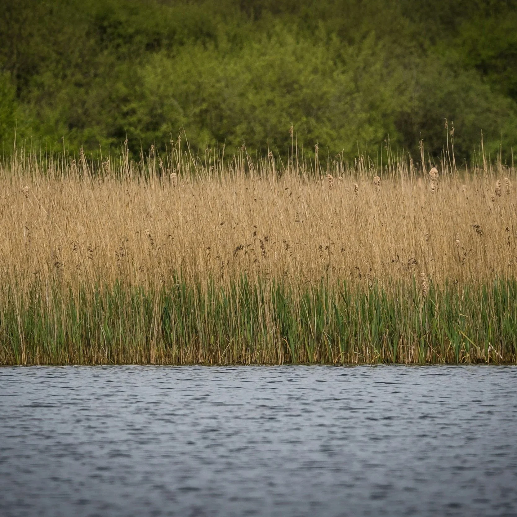 A body of water with tall dry grass and green plants along the shoreline, and a forest of green trees in the background.