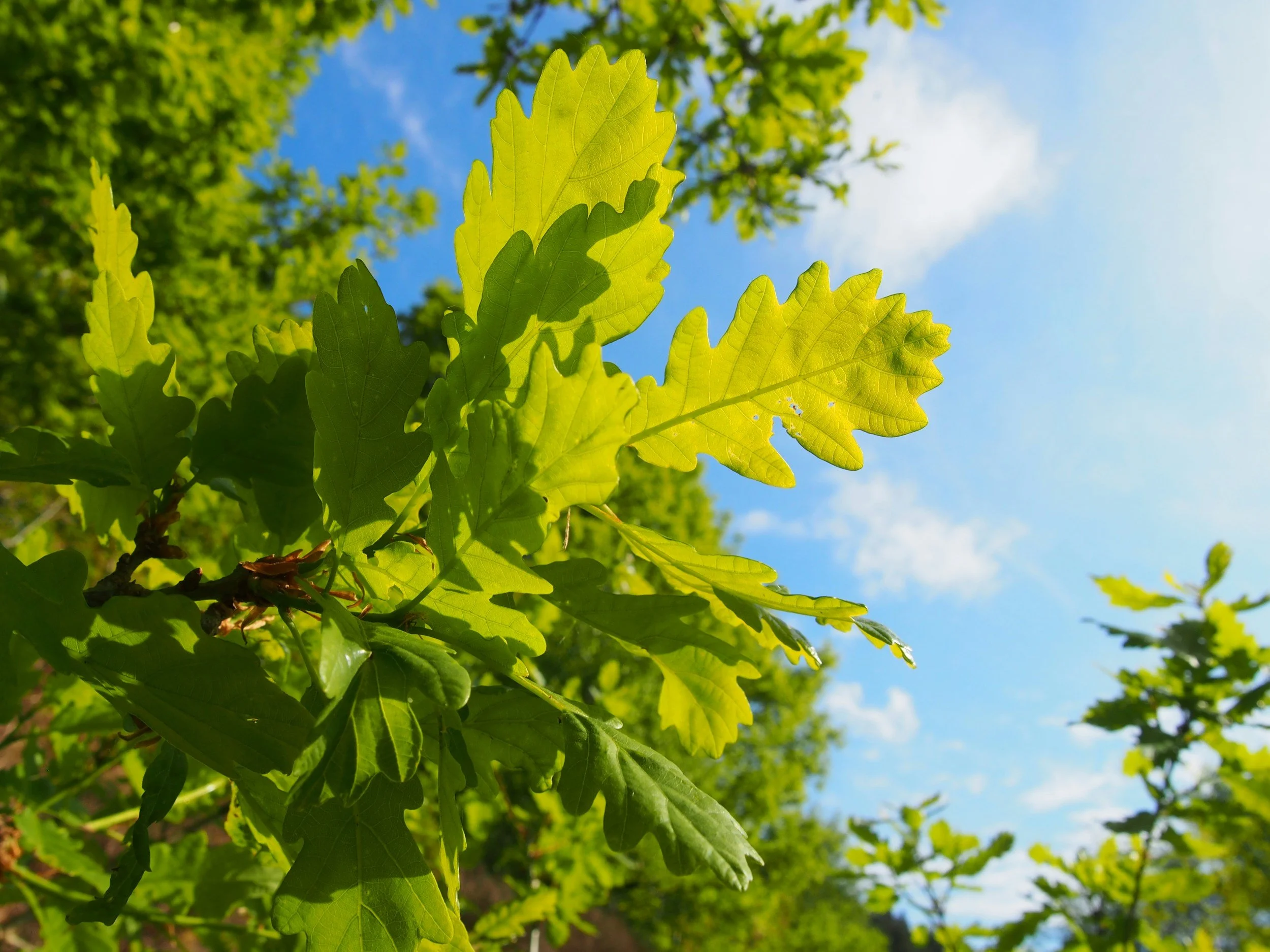 Close-up of green oak leaves against a blue sky with some clouds.