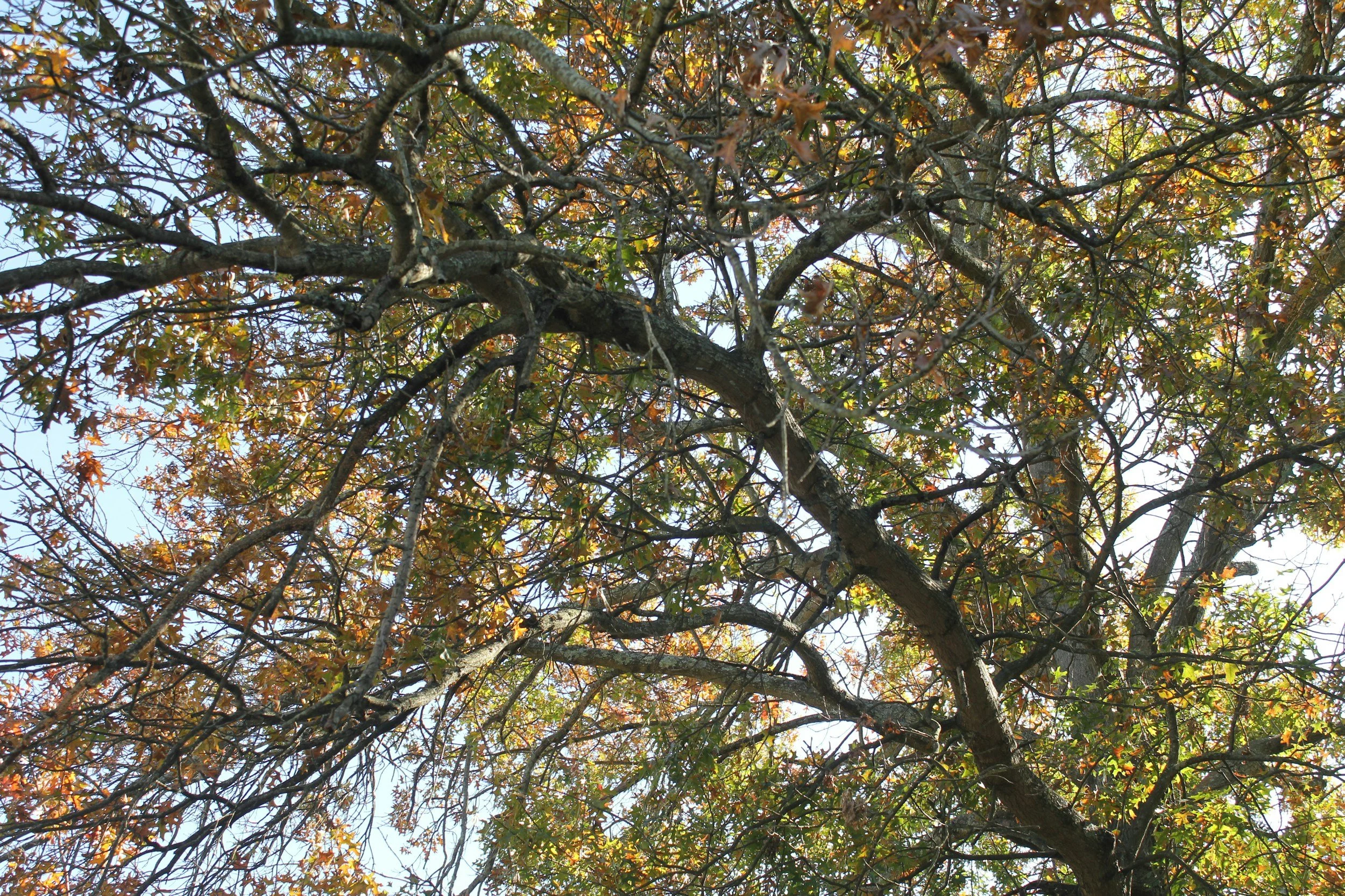 A view of tree branches and leaves, with some green and orange foliage, against a bright sky.