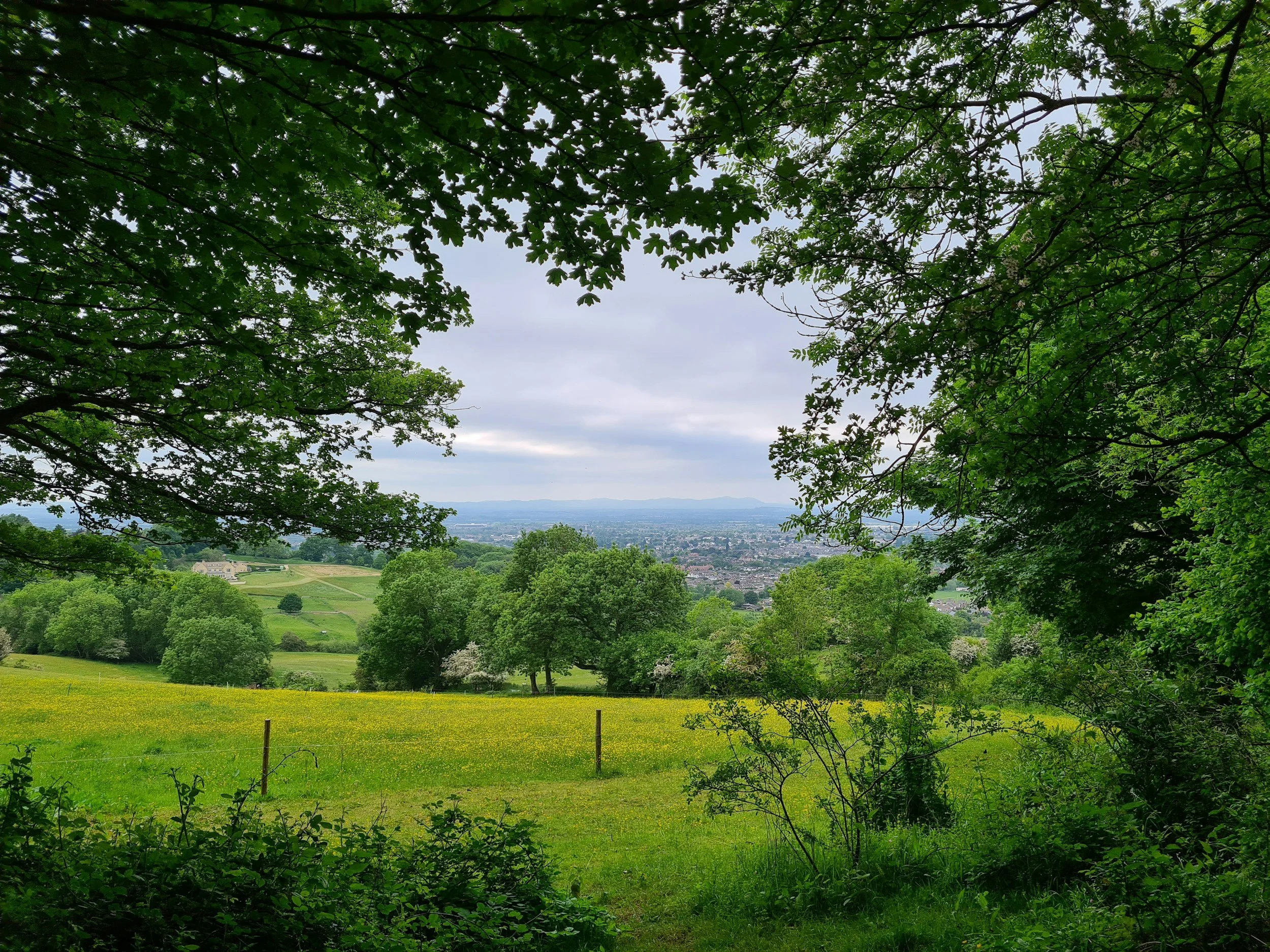 Scenic view of a lush green landscape with trees, a yellow flower field, and distant cityscape under a cloudy sky, seen through a natural frame of overhanging tree branches.